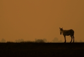 IIP Online Student Photography
